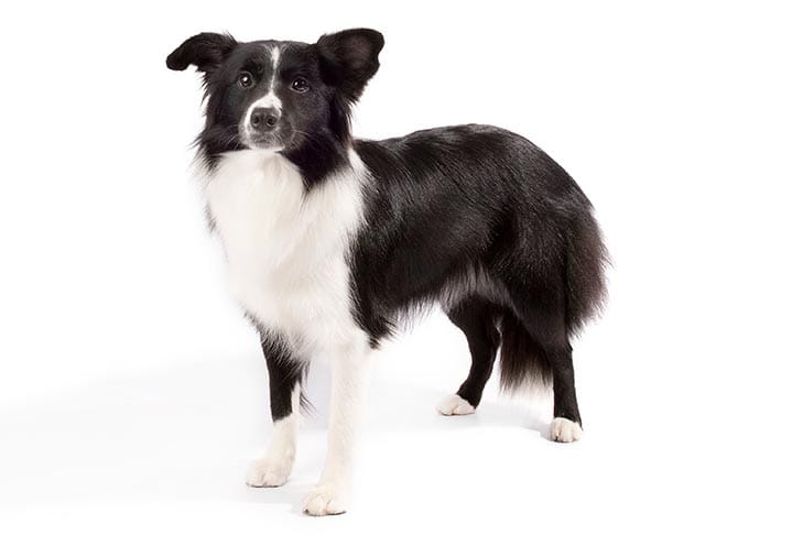 Image result for border collie