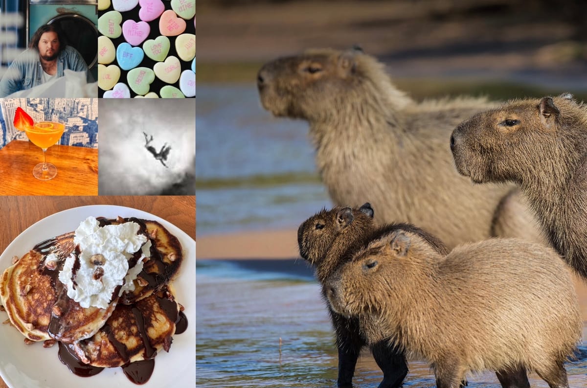 Searching for Childhood's Next Top Animal