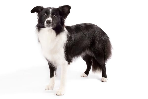 How To Tell If Your Dog Is Smart