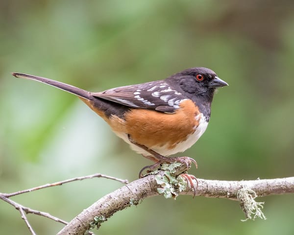 A message from the first robin of springtime