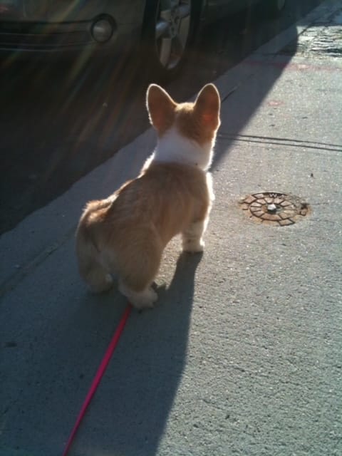 Dog Years